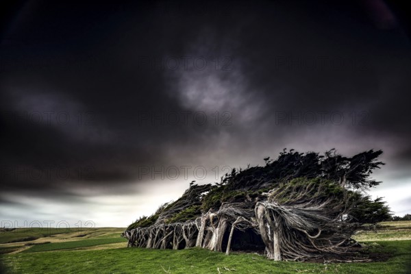 Heavily windswept trees under a gloomy sky at Slope Point, Slope Point, Otago, New Zealand