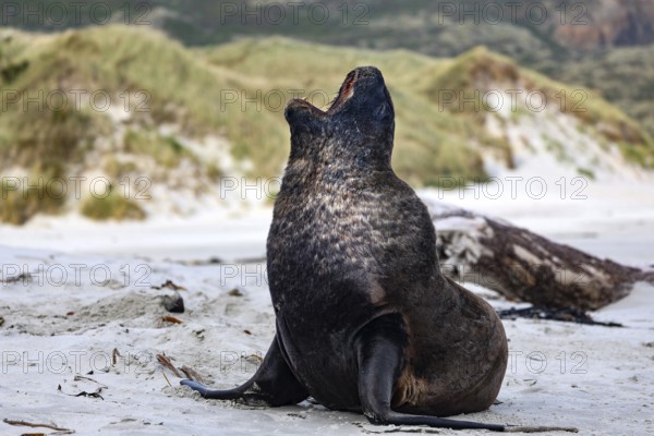 A sea lion sits relaxing on the sandy beach of Sandfly Bay surrounded by dunes, Dunedin, Otago, New Zealand