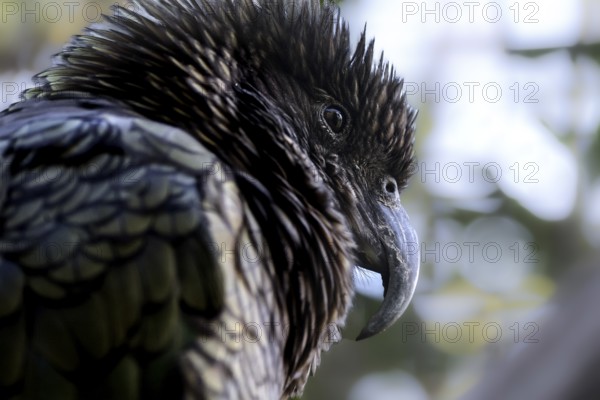 Detailed portrait of a keas, with distinctive feathers and a sharp beak in natural surroundings, Queenstown, null, New Zealand