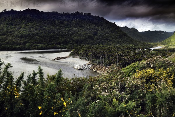 Lush greenery along a river in Punakaiki, surrounded by thick vegetation, Punakaiki, West Coast, New Zealand