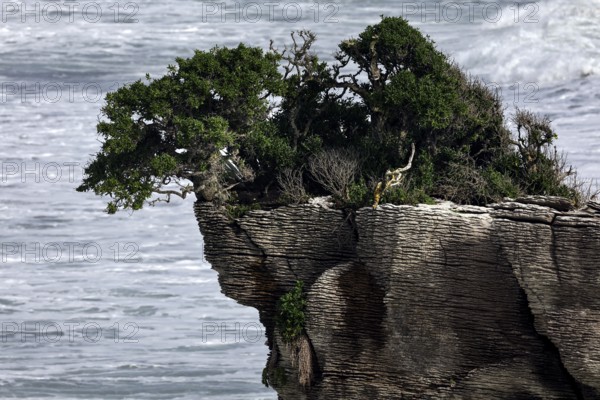Unique rock formation with vegetation at Pancake Rocks, Punakaiki, West Coast, New Zealand