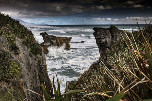 Rocks and ocean vegetation at Pancake Rocks, Punakaiki, West Coast, New Zealand