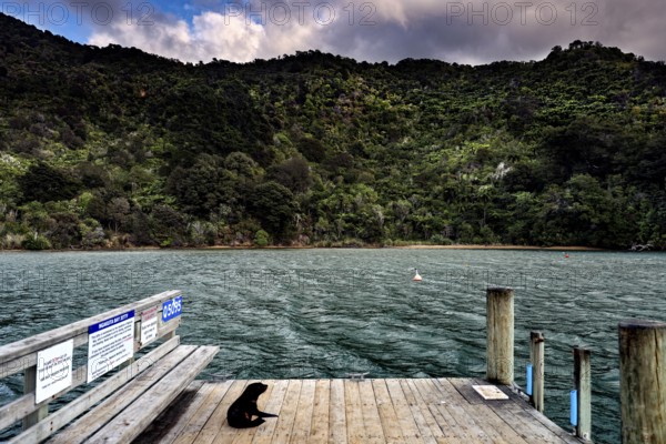 A sea lion rests on a wooden board on a water-rich jetty, Queen Charlotte Sound, Marlborough, New Zealand