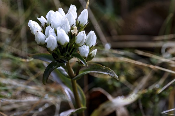 Small white flowers seen close up between grass and natural background, Mount Cook, New Zealand