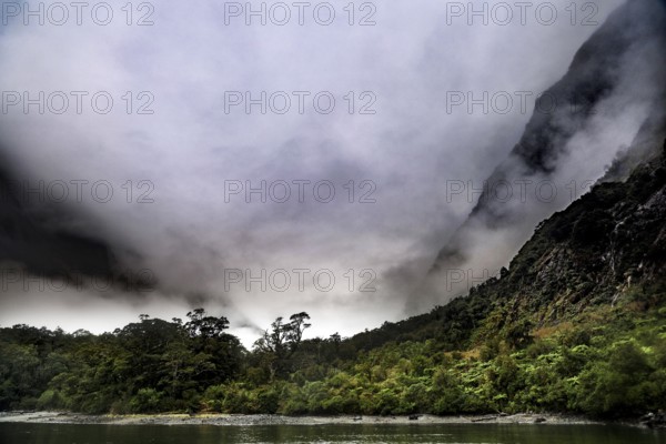 Rainforest under a misty sky, lush vegetation and mystical atmosphere, Milford Sound, New Zealand