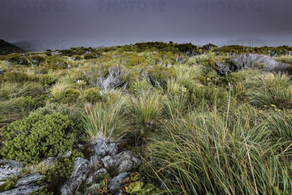 Grassland and rocks under cloudy sky in Hocker Valley, New Zealand, zero