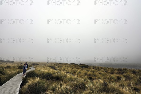 A lonely walkway through foggy grassland in Hocker Valley, New Zealand, null
