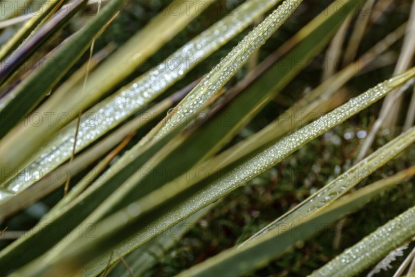 Close-up of blades of grass with dew drops in natural setting, Mount Cook, New Zealand