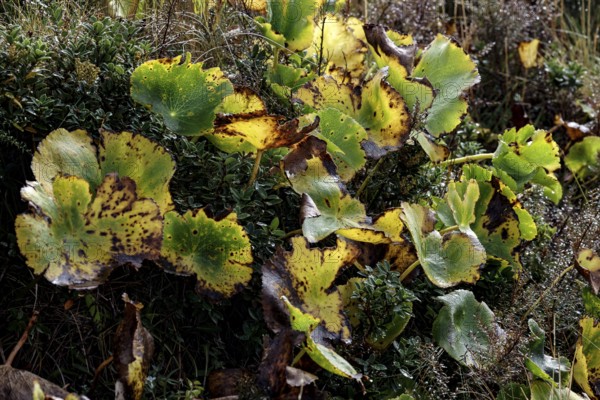 Colourful vegetation on the Hocker Valley Track on Aoraki, New Zealand, zero