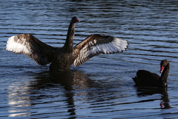 Two black swans on Lake Rotorua with spread wings, Rotorua, Bay of Plenty, New Zealand