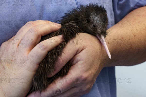 Kiwi chick in gently held hands at Kiwi Hatchery in Rotorua, Rotorua, New Zealand