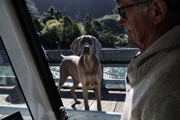 Dog on a pier looking curiously while a man is sitting in the boat