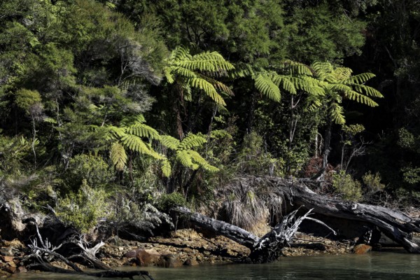 Lush forest with various types of trees in Pelorus Sound