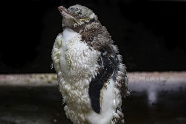 Yellow-eyed penguin in the Mauser with detailed feather structure on the Otago Peninsula, Otago Peninsula, New Zealand