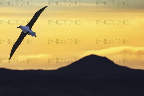 Albatross in flight in front of a colorful sunset on the Otago Peninsula, Otago Peninsula, Otago, New Zealand