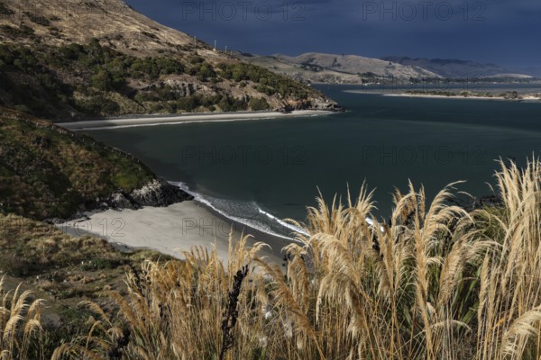 Coastal view of Pilot's Beach with views of the ocean and surrounding hills, Otago Peninsula, New Zealand