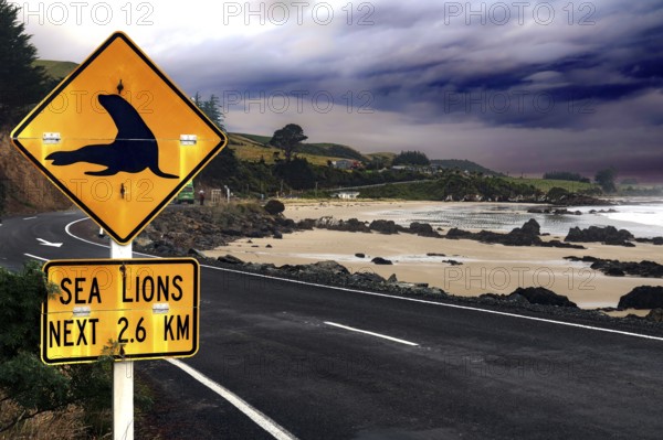 Road sign on a coastal road near Nugget Point warning of sea lions, Nugget Point, Otago, New Zealand