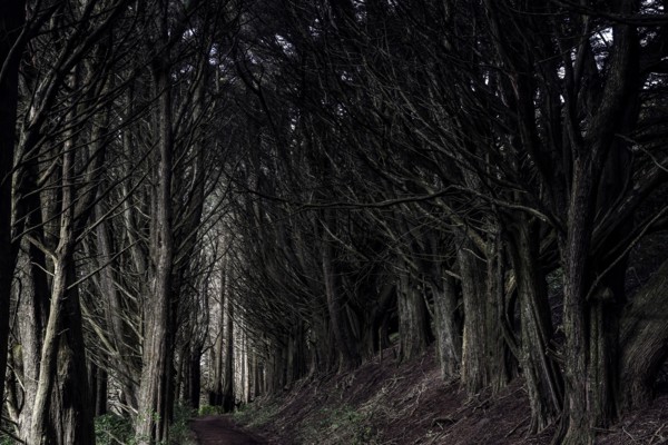 Dark tunnel path surrounded by trees on the Otago Peninsula, looks mystical and mysterious, Otago Peninsula, New Zealand