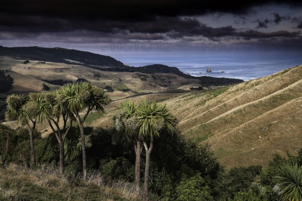 Wide landscape of the Otago Peninsula with hills and palm trees, Otago Peninsula, New Zealand
