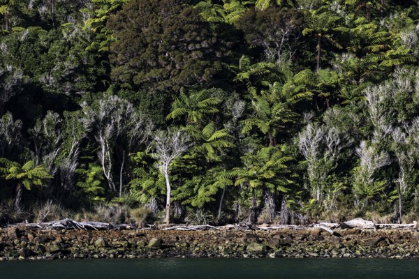 Dense forest landscape full of green ferns at Pelorus Sound, Pelorus Sound, Marlborough, New Zealand