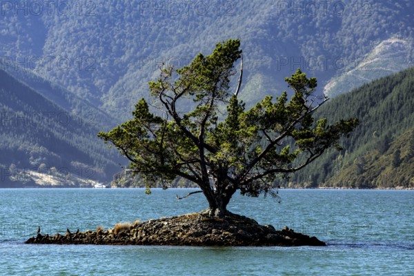 A single tree on a small island in tranquil Pelorus Sound, Pelorus Sound, Marlborough, New Zealand