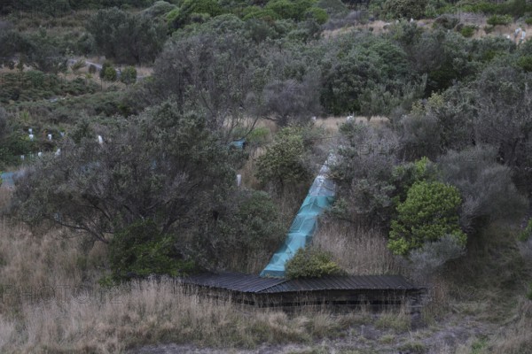 Coastal vegetation with recognizable trails and walkways on a beach on the Otago Peninsula, Otago Peninsula, New Zealand