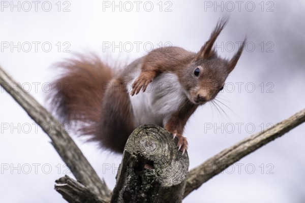 Squirrel (Sciurus vulgaris), Emsland, Lower Saxony, Germany