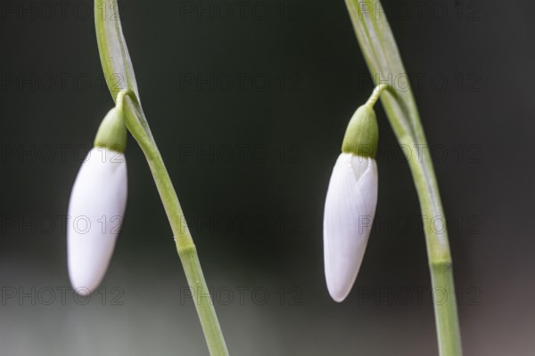 Snowdrop (Galanthus nivalis), Emsland, Lower Saxony, Germany