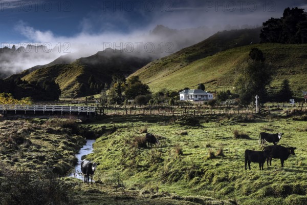 Green landscape with hills and grazing cows along the Forgotten World Highway