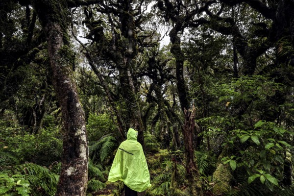 Dense forest in Goblin Forest with hikers in glowing jacket, Mount Egmont National Park, New Zealand