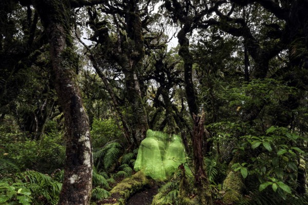 Dense, moss-covered forest in the Goblin Forest of Mt Egmont National Park, surrounded by mysterious greenery, Taranaki, New Zealand