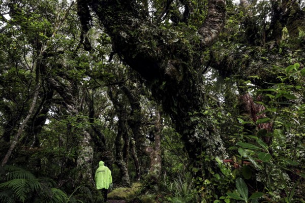 Densely overgrown trees in Goblin Forest with moss-covered branches in Mt Egmont National Park, Taranaki, New Zealand