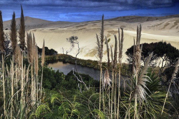 A small lake surrounded by reeds and sand dunes under a cloudy sky