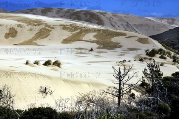 Extensive sand dune landscape at Ninety Miles Beach in New Zealand, Ninety Miles Beach, New Zealand