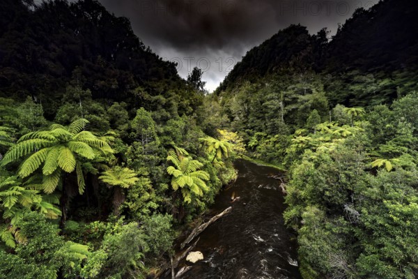 Lush rainforest with thick greenery along the Tangarakau River under cloudy sky, Tangarakau River, New Zealand