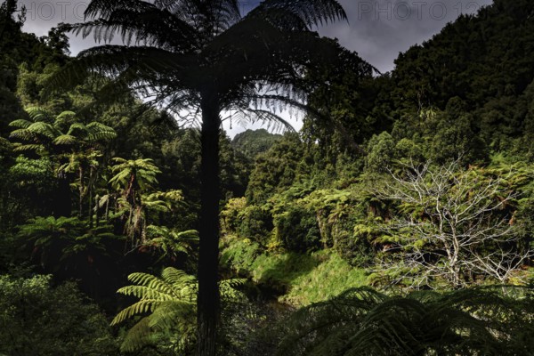 Dense vegetation and lush greenery on Forgotten World Highway, zero