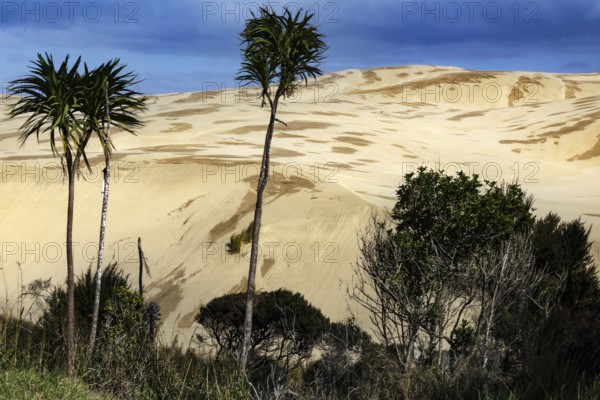 Tall palm trees stand in front of extensive sand dunes under a clear sky