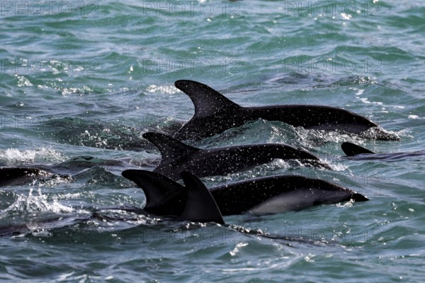 A group of dolphins move synchronously through the waves of Kaikoura, Kaikoura, New Zealand