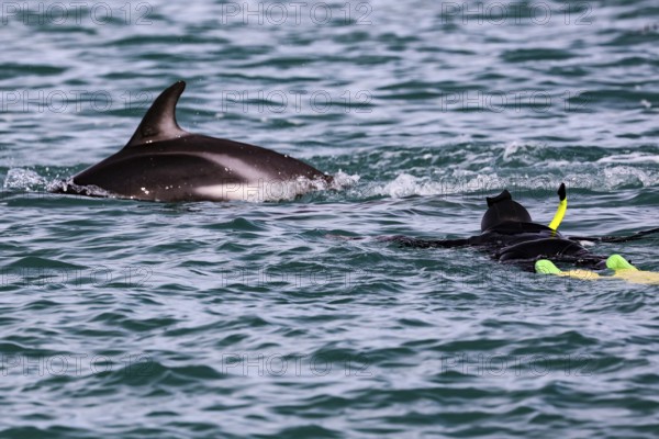 A snorkeler swims near a dolphin in the blue water of Kaikoura, Kaikoura, New Zealand