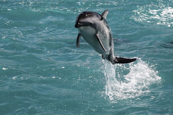 An elegant dolphin jumps out of turquoise water near Kaikoura, Kaikoura, New Zealand