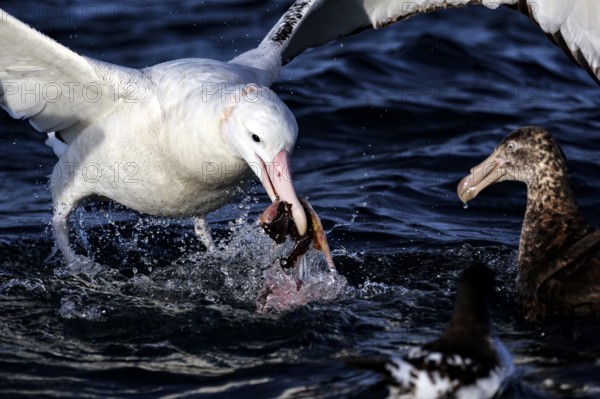 Albatross and other birds feeding in the ocean off Kaikoura, Kaikoura, Canterbury, New Zealand