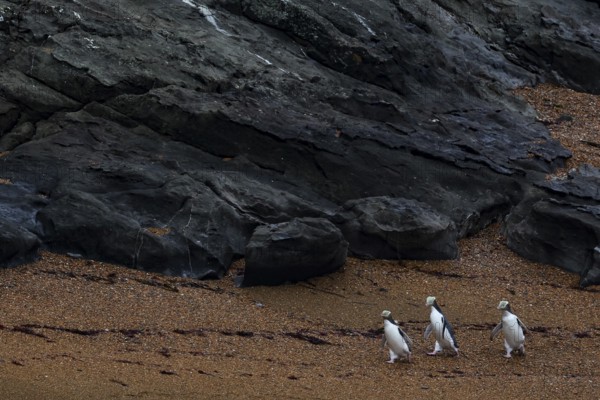 Three yellow-eyed penguins on a rocky stretch of beach near Katiki Point, Katiki Point, Otago, New Zealand