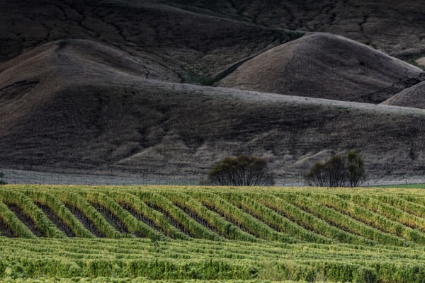 Vineyards in front of an imposing range of hills under clear skies, Marlbourough, New Zealand