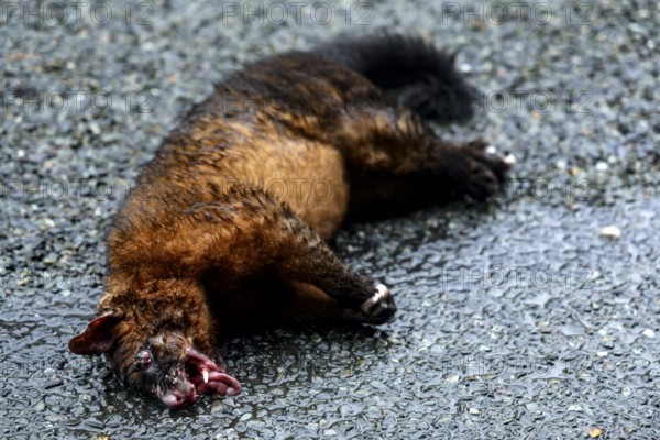 Dead Possum lies motionless on Milford Road, Milford Road, New Zealand