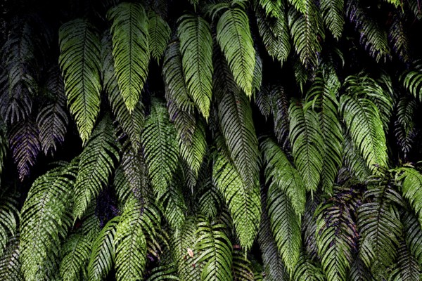 Dense green fern leaves with visible structure near Lake Matheson, Lake Matheson, New Zealand