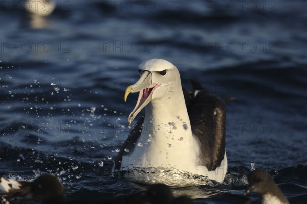 Bald-headed albatross calls across the water surface near Kaikoura, Kaikoura, New Zealand