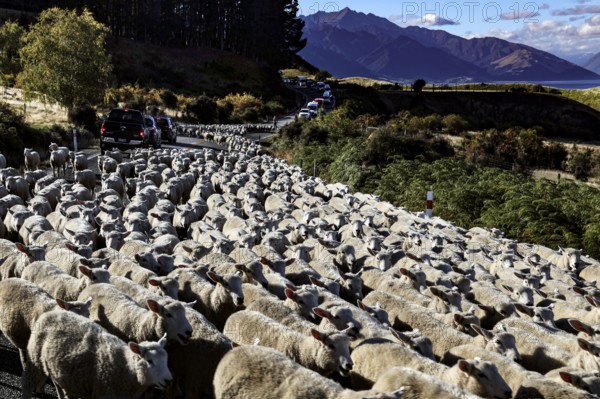 Peaceful sheep drive along Lake Hawea with picturesque mountains in the background, zero
