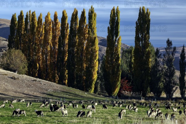 Green field full of sheep flanked by tall trees near Lake Pukaki, Lake Pukaki, Canterbury, New Zealand
