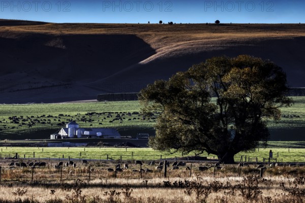 Wide field with a farm in the background, a large tree dominates the scenery at Lake Pukaki, Lake Pukaki, Canterbury, New Zealand