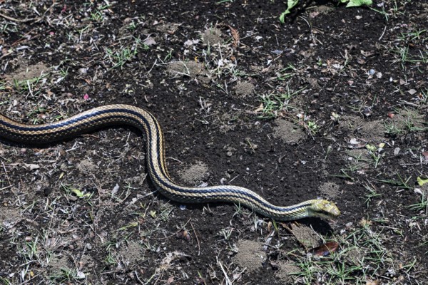 Japanese four-striped snake snaking on soil in the garden of the Imperial Palace in Tokyo, Tokyo, Japan